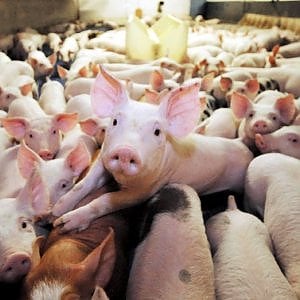 Lombardia: maiali maltrattati in sei allevamenti